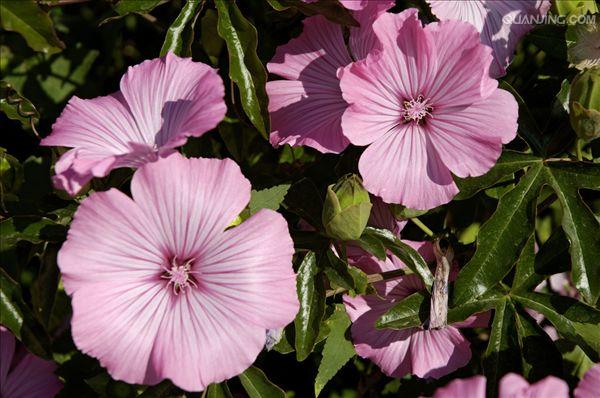 花葵价格-葵花价格最新行情 今日