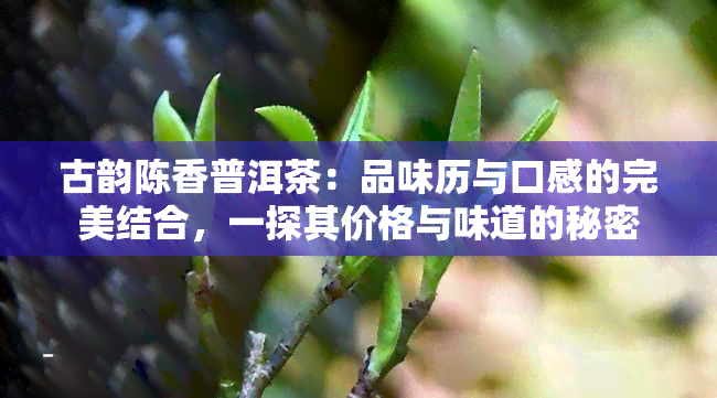 陈香普洱茶价格-陈香普洱茶价格多少