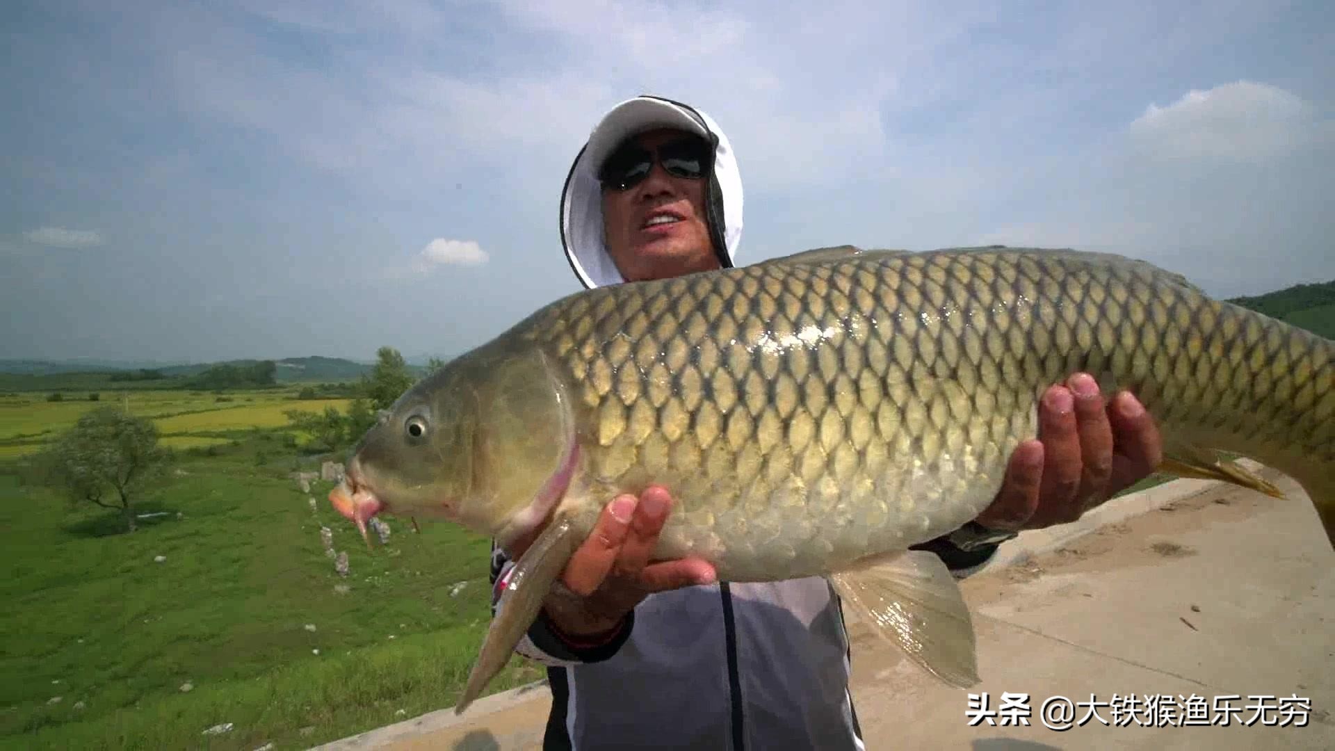 一条鲤鱼多少钱-市场价一条鲤鱼大概多少钱