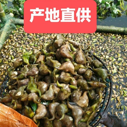 菱角价格-菱角价格大全