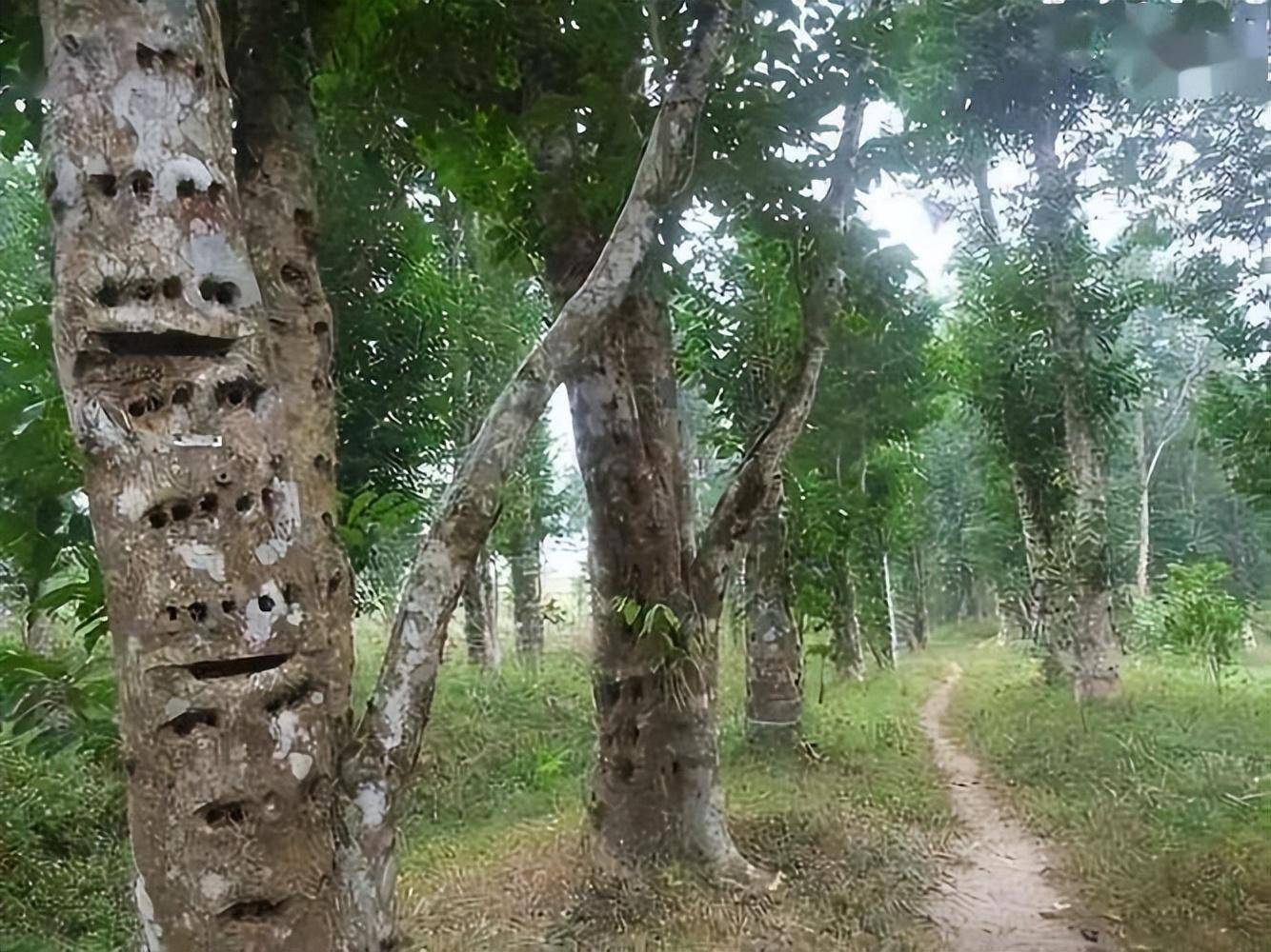 包含沉香树多少钱一棵的词条