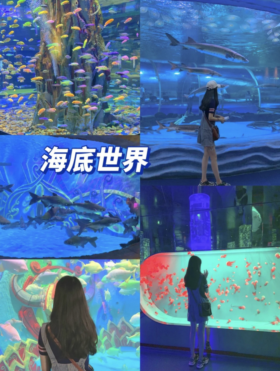 海洋水族馆门票价格-海洋水族馆门票价格上海